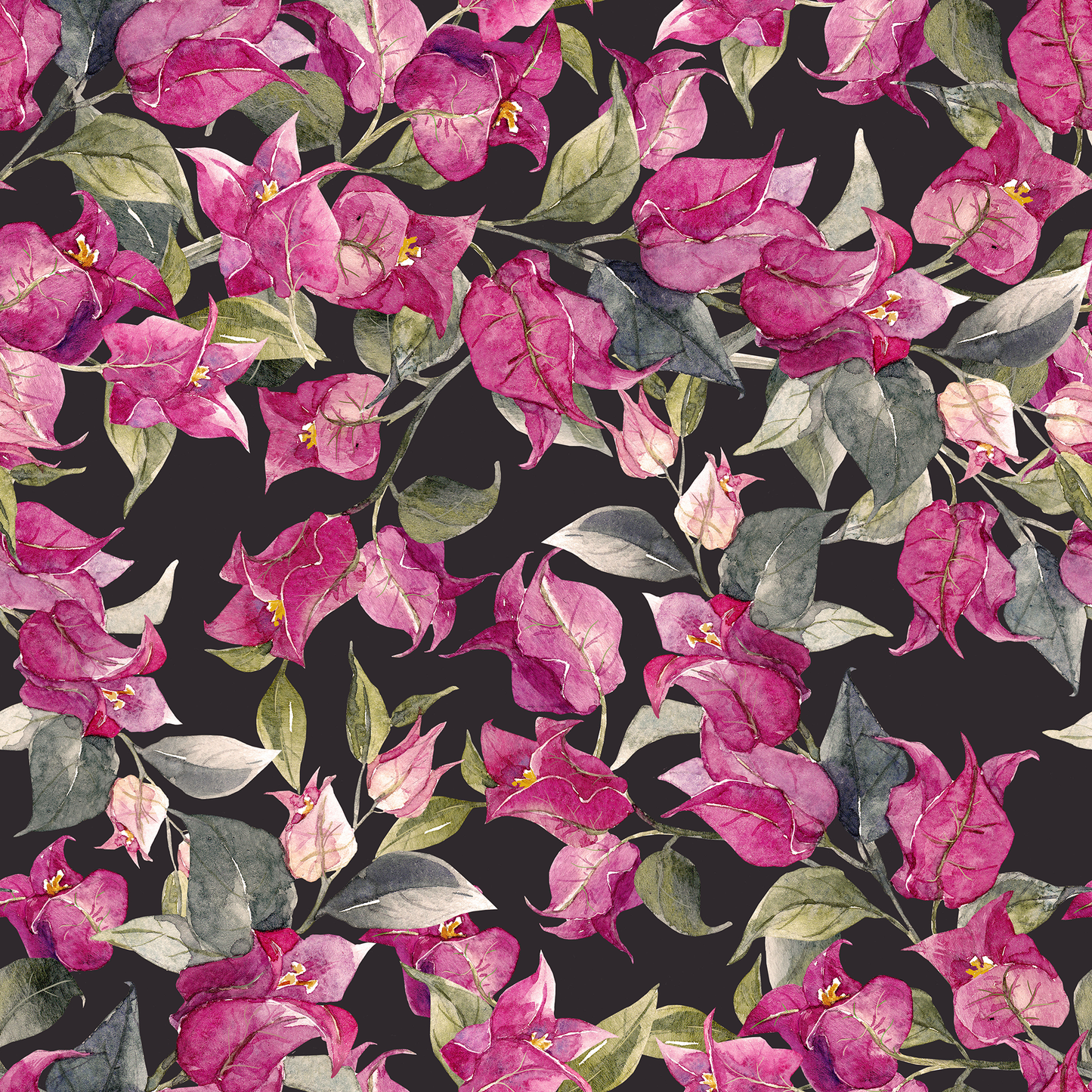 bougainvillea black - جهنمية